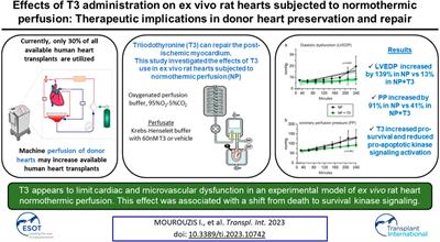 Effects of T3 Administration on Ex Vivo Rat Hearts Subjected to Normothermic Perfusion: Therapeutic Implications in Donor Heart Preservation and Repair
